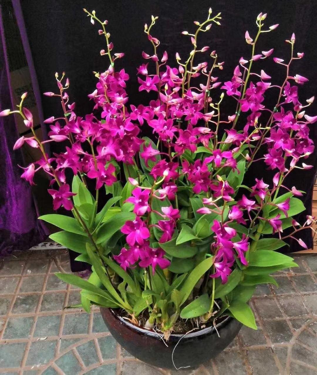 家里養(yǎng)什么花最好?有8種是首選_家庭養(yǎng)花的選擇_家里養(yǎng)花就選幾種