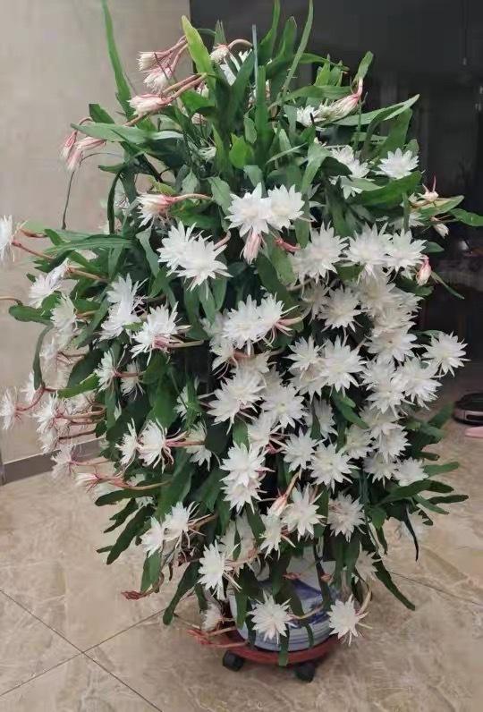 家庭養(yǎng)花的選擇_家里養(yǎng)什么花最好?有8種是首選_家里養(yǎng)花就選幾種