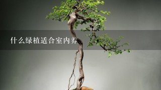 冬養綠植適合家天里的客廳嗎_冬天家里適合養什么綠植_冬天適合養什么綠植在屋內