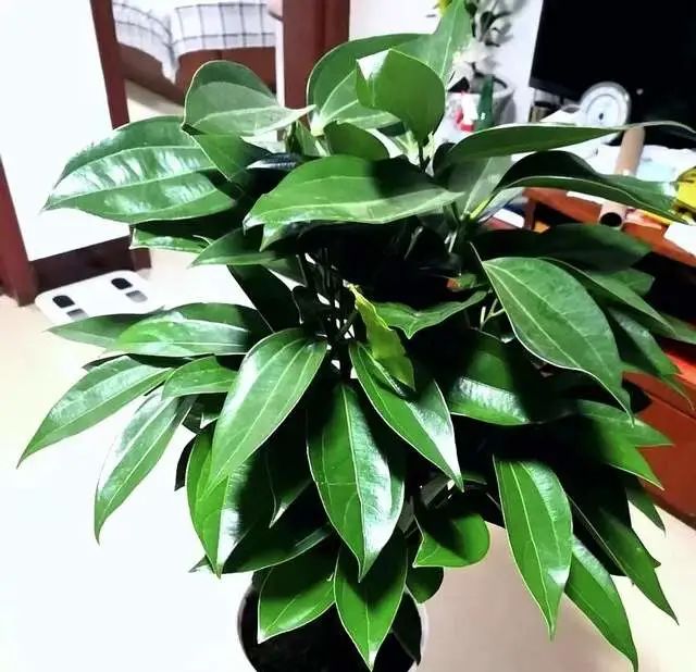 室內養綠植有什么好處_室內養綠植的好處_好處室內養綠植的句子