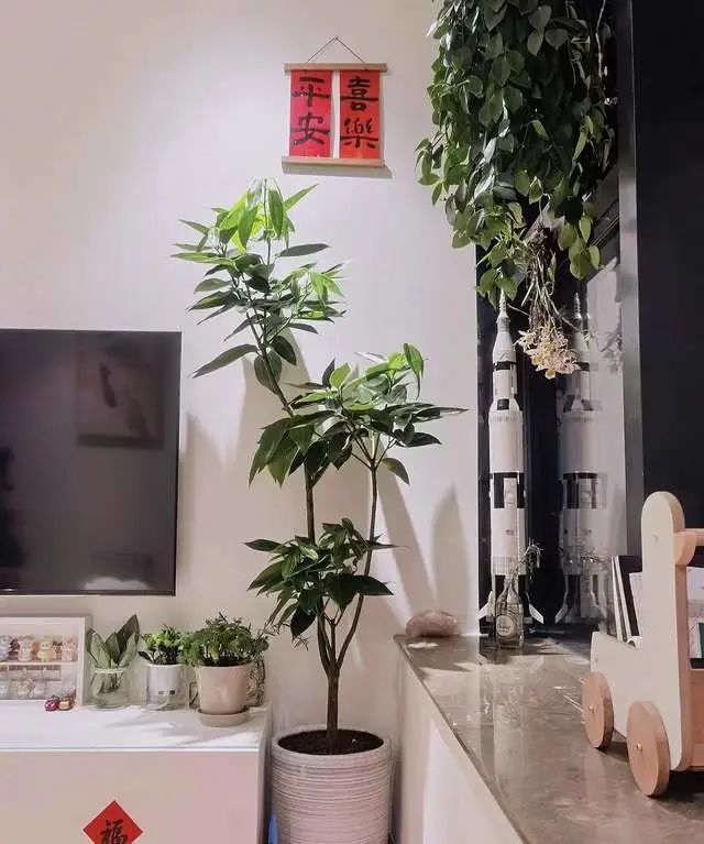 室內養綠植的好處_好處室內養綠植的句子_室內養綠植有什么好處