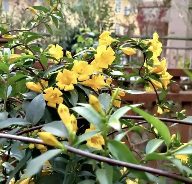 室內養綠植的好處_室內養綠植有什么好處_好處室內養綠植的句子