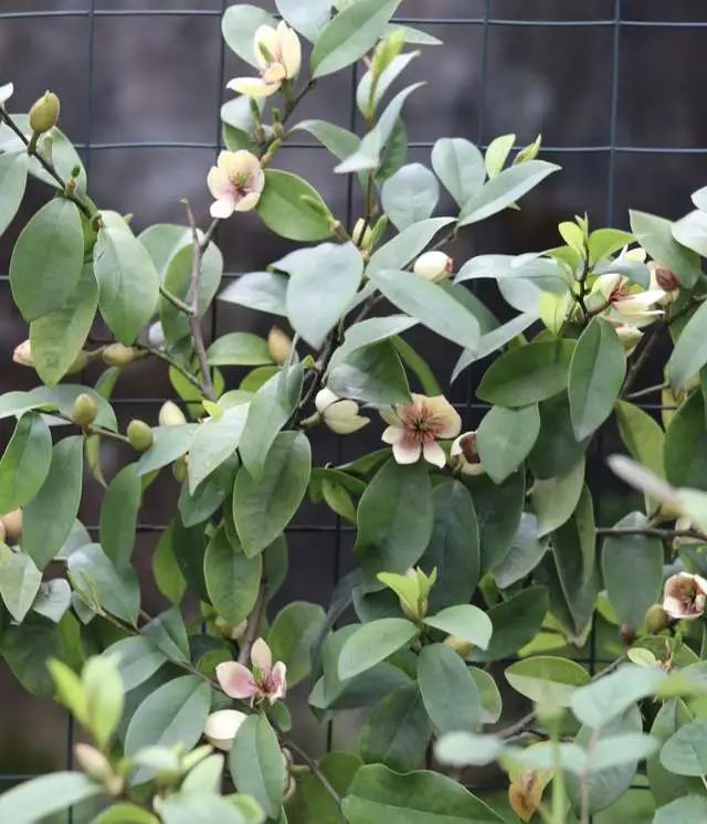 室內養綠植有什么好處_好處室內養綠植的句子_室內養綠植的好處