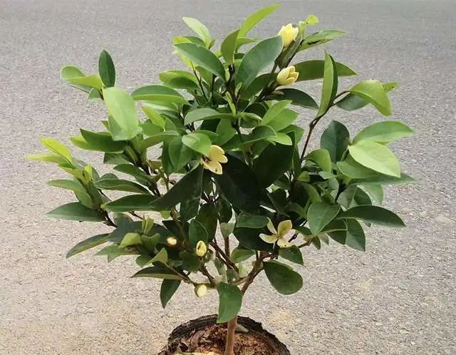 室內養綠植的好處_好處室內養綠植的句子_室內養綠植有什么好處