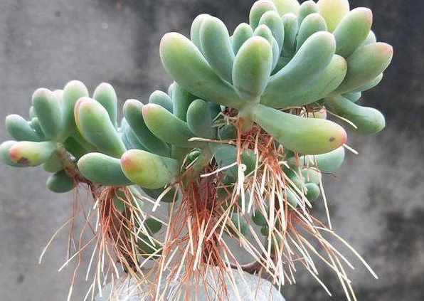 多肉植物緋花玉_玉多肉怎么養_多肉花紋玉