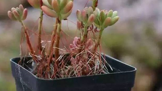 玉多肉怎么養_多肉植物緋花玉_多肉花紋玉