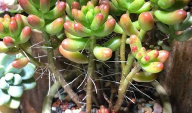 多肉植物緋花玉_玉多肉怎么養_多肉花紋玉