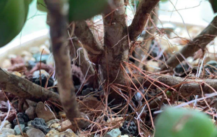 玉多肉怎么養_多肉花紋玉_多肉植物緋花玉