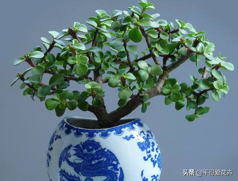 金枝玉葉水培好還是土培好_金枝玉葉花可以水培嗎_水培金枝玉葉花怎么養(yǎng)才能養(yǎng)好