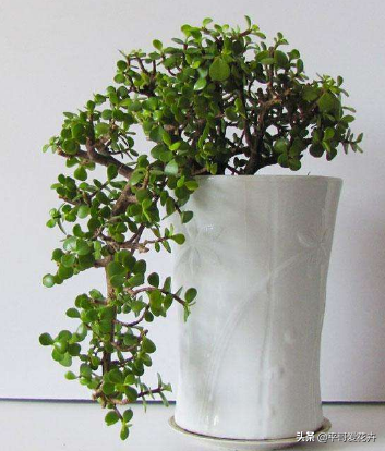 金枝玉葉花可以水培嗎_金枝玉葉水培好還是土培好_水培金枝玉葉花怎么養(yǎng)才能養(yǎng)好