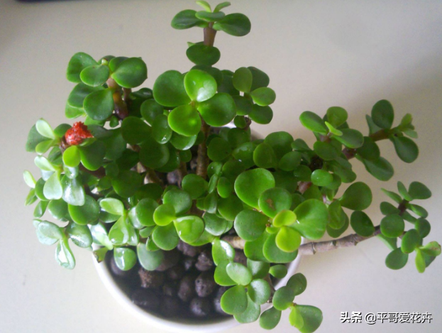 金枝玉葉水培好還是土培好_水培金枝玉葉花怎么養(yǎng)才能養(yǎng)好_金枝玉葉花可以水培嗎