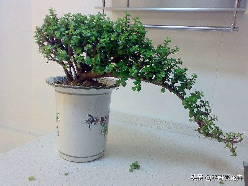 金枝玉葉花可以水培嗎_水培金枝玉葉花怎么養(yǎng)才能養(yǎng)好_金枝玉葉水培好還是土培好