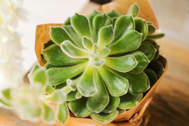 種植多肉花盆選擇_多肉的花怎么種植_種植多肉花盆多大比較好養(yǎng)