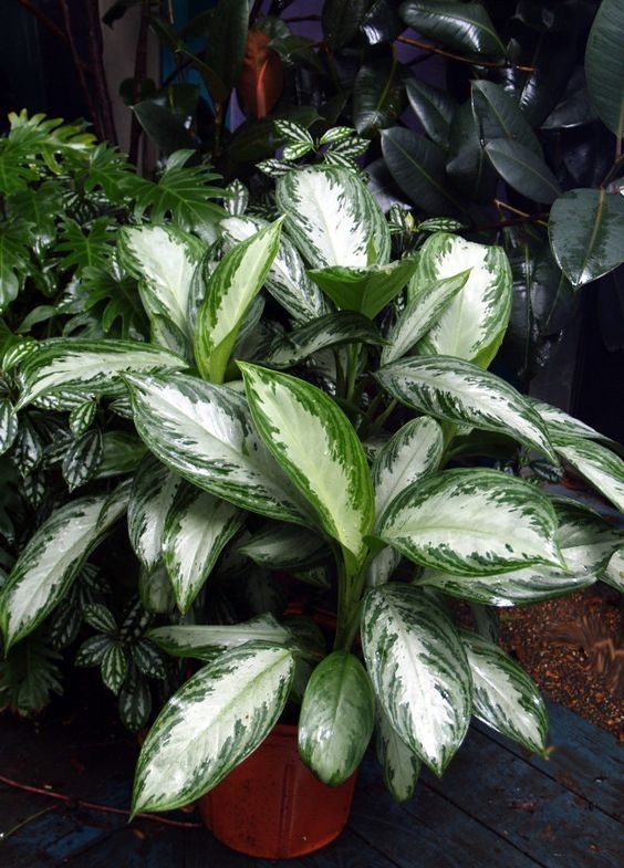 好養的大型綠植_大型綠植好養活_養大型綠植好還是小型