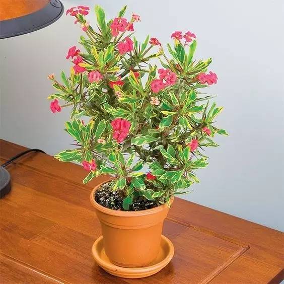 大型綠植好養活_好養的大型綠植_養大型綠植好還是小型