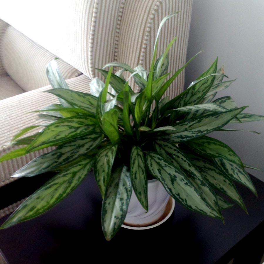 好養的大型綠植_養大型綠植好還是小型_大型綠植好養活