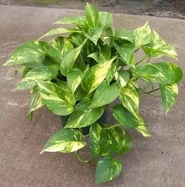 好養的大型綠植_養大型綠植好還是小型_大型綠植好養活