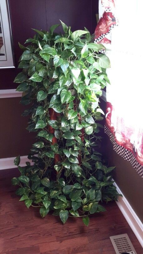 養大型綠植好還是小型_大型綠植好養活_好養的大型綠植