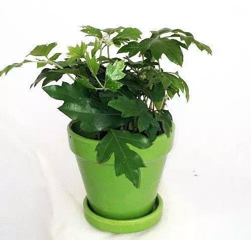 好養的大型綠植_養大型綠植好還是小型_大型綠植好養活