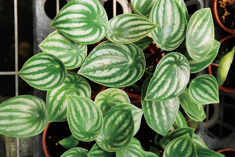 大型綠植好養活_好養的大型綠植_養大型綠植好還是小型