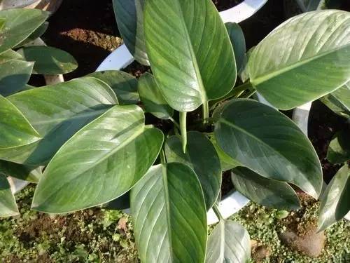 大型綠植好養活_好養的大型綠植_養大型綠植好還是小型