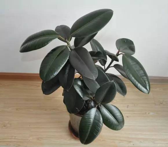 養大型綠植好還是小型_大型綠植好養活_好養的大型綠植