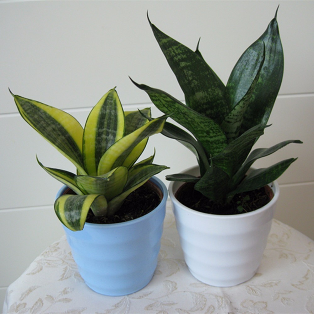 大型綠植好養活_養大型綠植好還是小型_好養的大型綠植