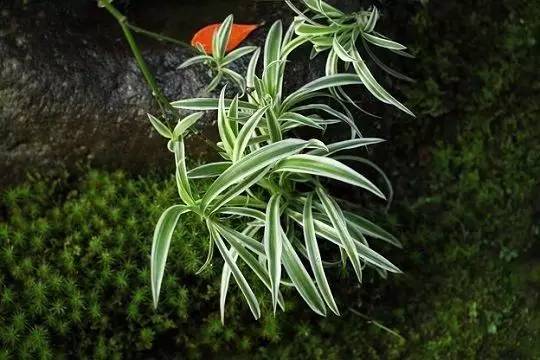 好養的大型綠植_養大型綠植好還是小型_大型綠植好養活