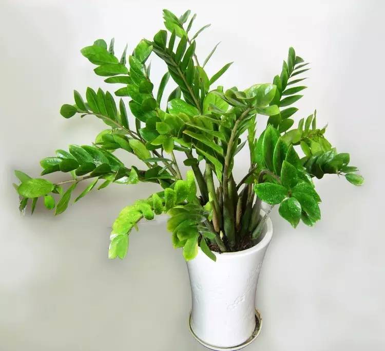 養大型綠植好還是小型_大型綠植好養活_好養的大型綠植