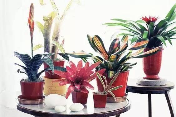 大型綠植好養活_好養的大型綠植_養大型綠植好還是小型