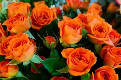 第一次見女孩送花送多少_送花女孩子會開心嗎_送花女孩子