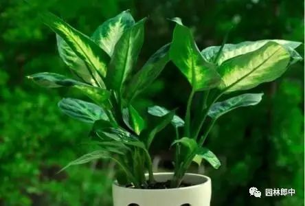 室內(nèi)常種的二十種花卉（一）