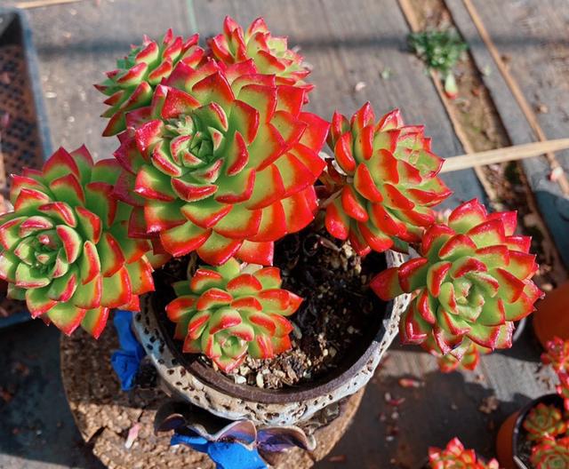 植物多肉是什么樣子的_多肉這種植物長什么樣子_多肉植物樣子介紹