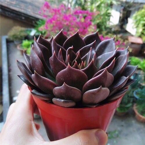 多肉這種植物長什么樣子_植物多肉是什么樣子的_多肉植物樣子介紹