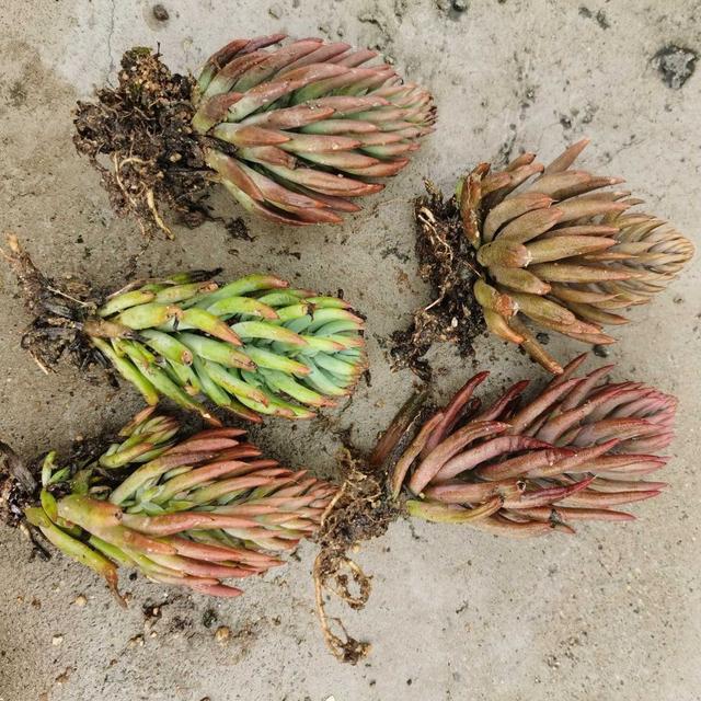 多肉這種植物長什么樣子_多肉植物樣子介紹_植物多肉是什么樣子的