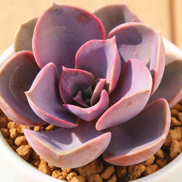 多肉植物樣子介紹_植物多肉是什么樣子的_多肉這種植物長什么樣子