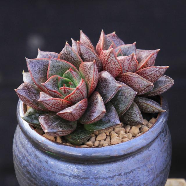 植物多肉是什么樣子的_多肉植物樣子介紹_多肉這種植物長什么樣子