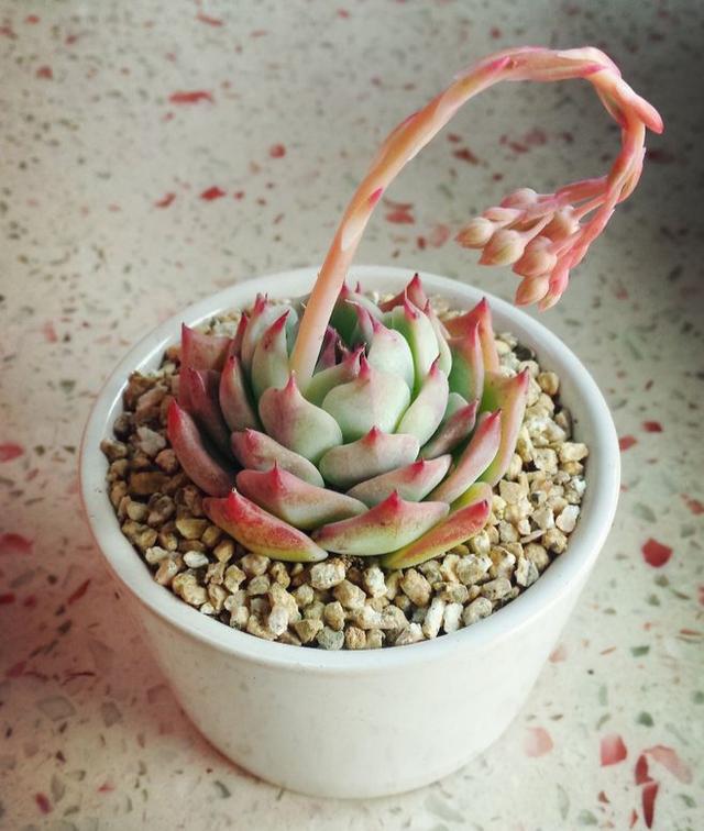 多肉植物樣子介紹_多肉這種植物長什么樣子_植物多肉是什么樣子的