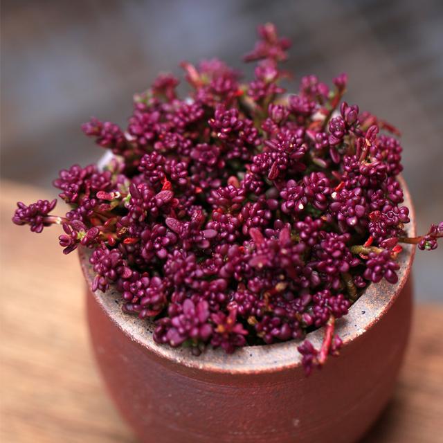 多肉植物樣子介紹_多肉這種植物長什么樣子_植物多肉是什么樣子的