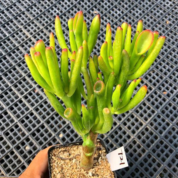 多肉植物樣子介紹_多肉這種植物長什么樣子_植物多肉是什么樣子的