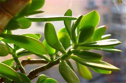 多肉植物樣子介紹_多肉這種植物長什么樣子_植物多肉是什么樣子的