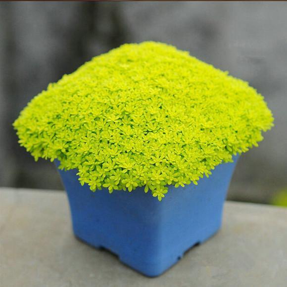 植物多肉是什么樣子的_多肉植物樣子介紹_多肉這種植物長什么樣子