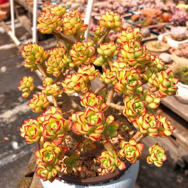 植物多肉是什么樣子的_多肉這種植物長什么樣子_多肉植物樣子介紹