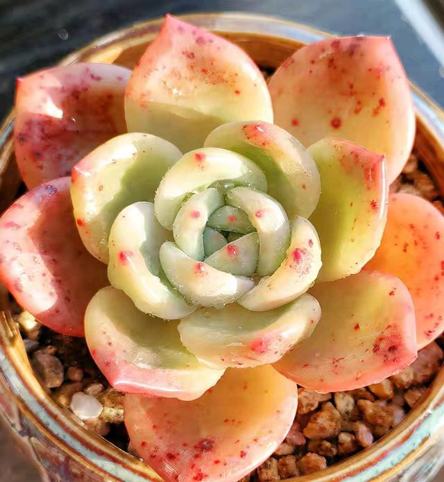 多肉這種植物長什么樣子_植物多肉是什么樣子的_多肉植物樣子介紹