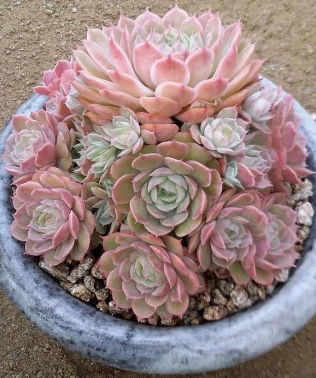 多肉這種植物長什么樣子_多肉植物樣子介紹_植物多肉是什么樣子的