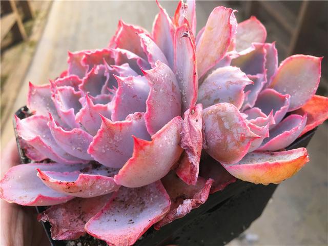 植物多肉是什么樣子的_多肉植物樣子介紹_多肉這種植物長什么樣子