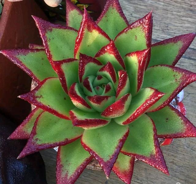 多肉植物樣子介紹_多肉這種植物長什么樣子_植物多肉是什么樣子的