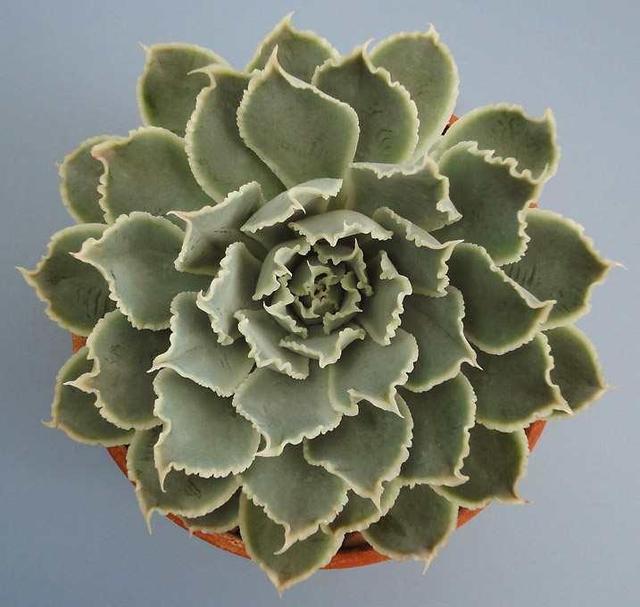 多肉這種植物長什么樣子_植物多肉是什么樣子的_多肉植物樣子介紹