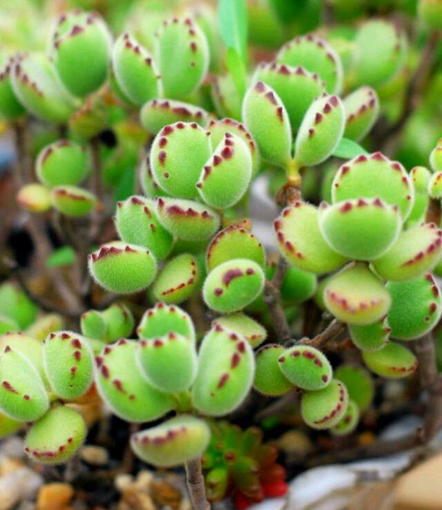 多肉植物樣子介紹_植物多肉是什么樣子的_多肉這種植物長什么樣子