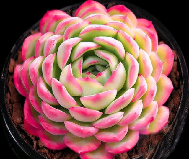 多肉這種植物長什么樣子_多肉植物樣子介紹_植物多肉是什么樣子的